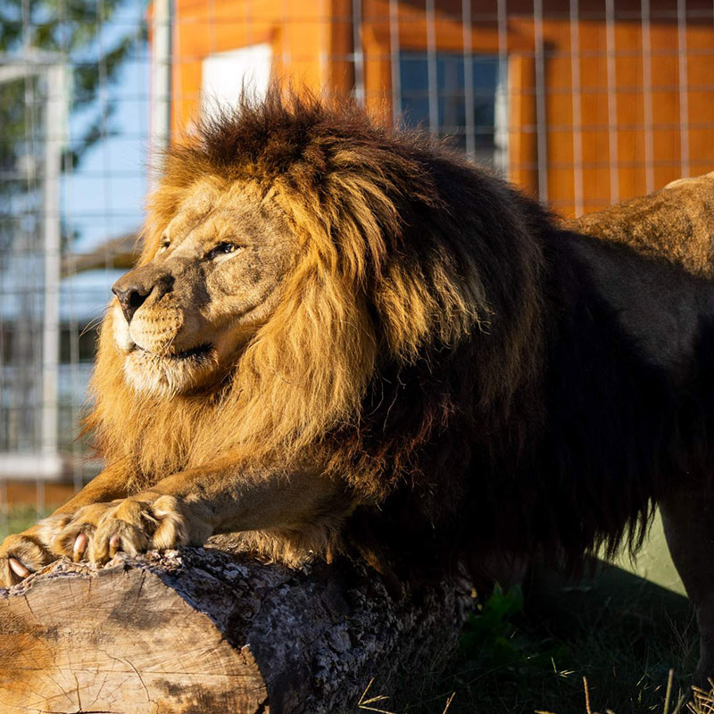 compassion lion on rock
