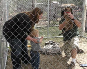 A cub is shaken and bobbled around in an attempt to make them more active for a child to play with. 