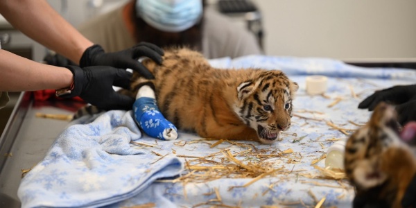 Tiger cub receiving medical care