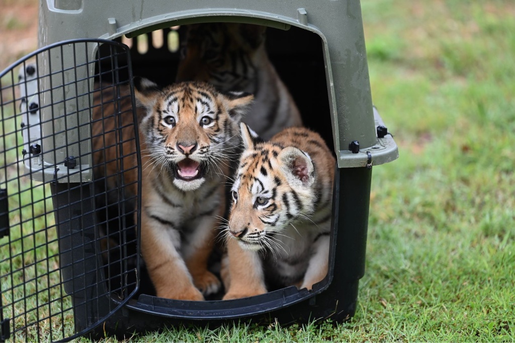Tiger cubs emerging from carrier into grass enclosure