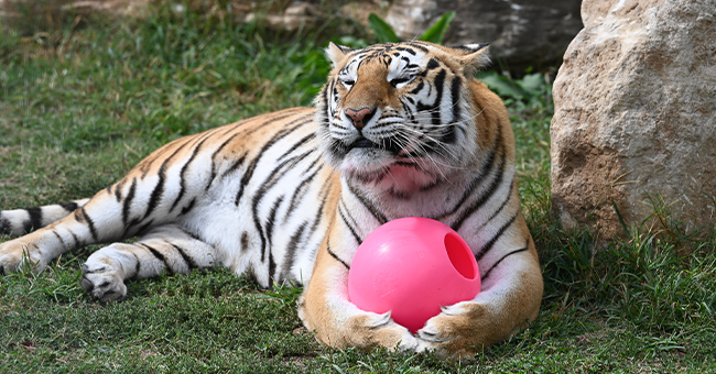 Tiger lounging in the grass hugging an enrichment ball