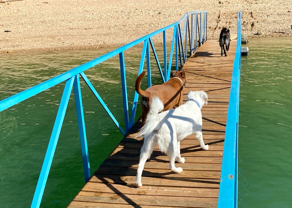 dogs waling across a bridge over water