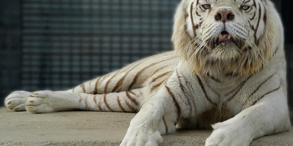 Kenny, the white tiger lounging in his habitat