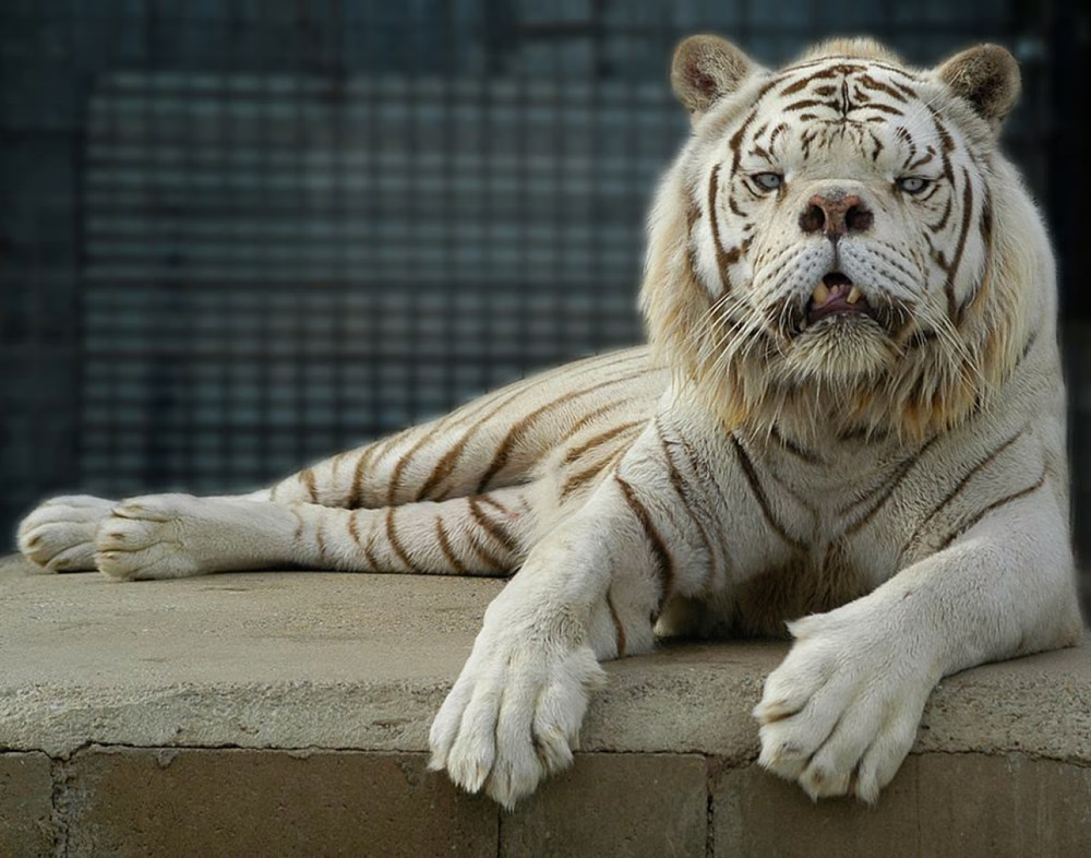 Kenny, the white tiger lounging in his habitat