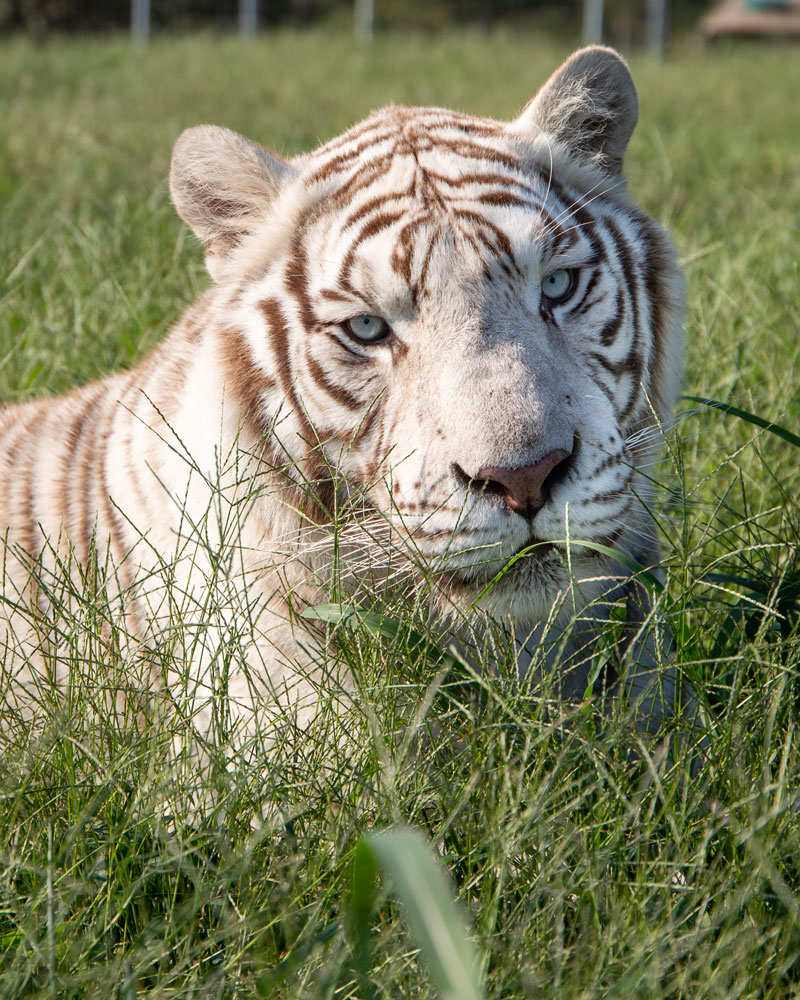 tiger laying in grass