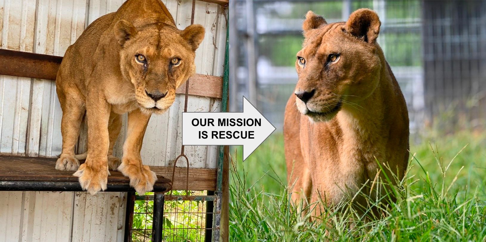 Lady the Lioness before and after