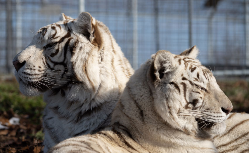 white-tigers