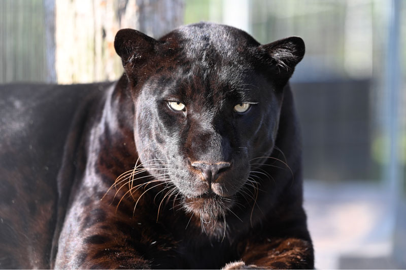 Black Panther