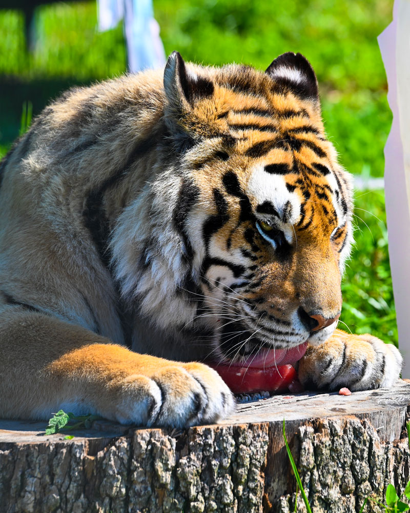 tiger eating