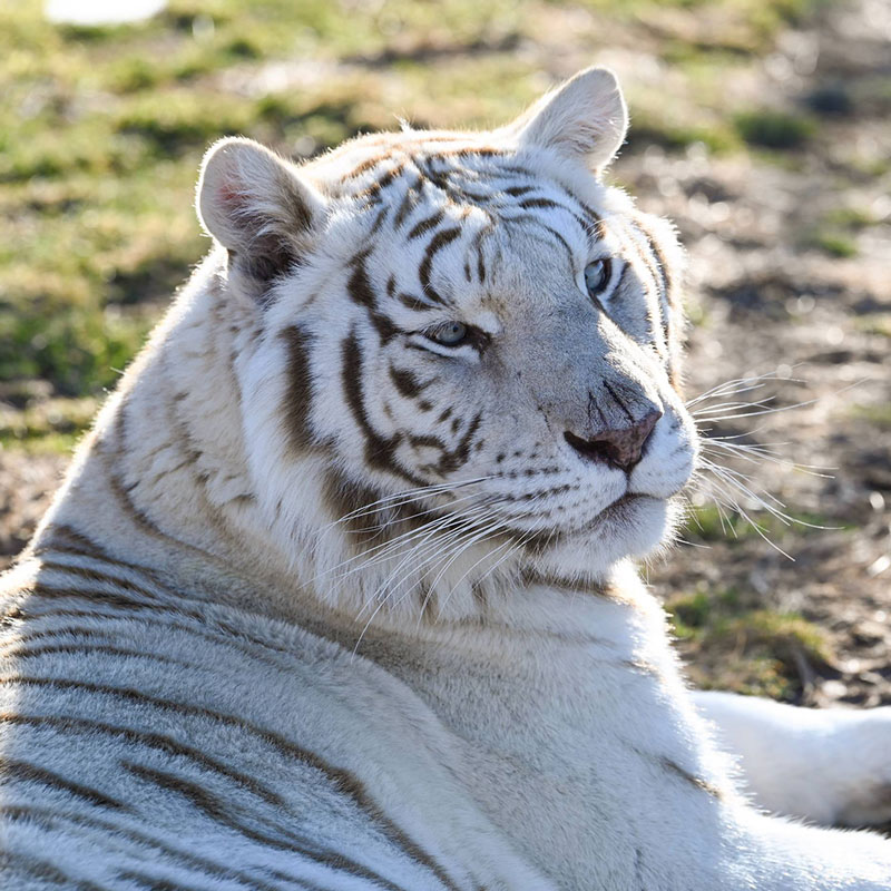 preservation white tiger