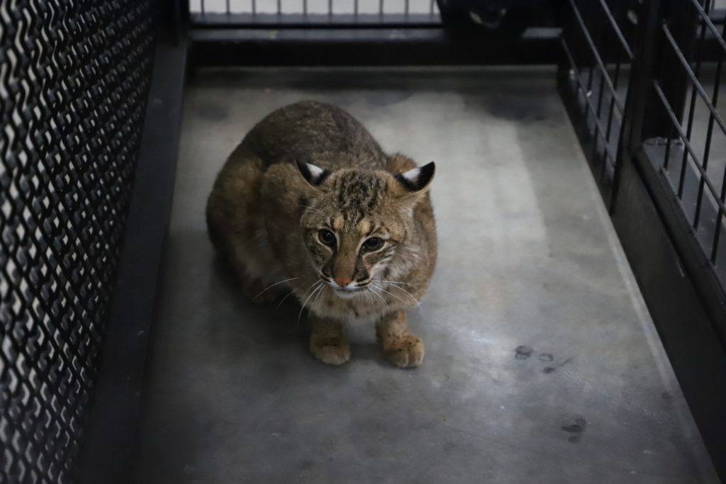 A picture of Prince, a 9-month-old bobcat recently rescued by Turpentine Creek.