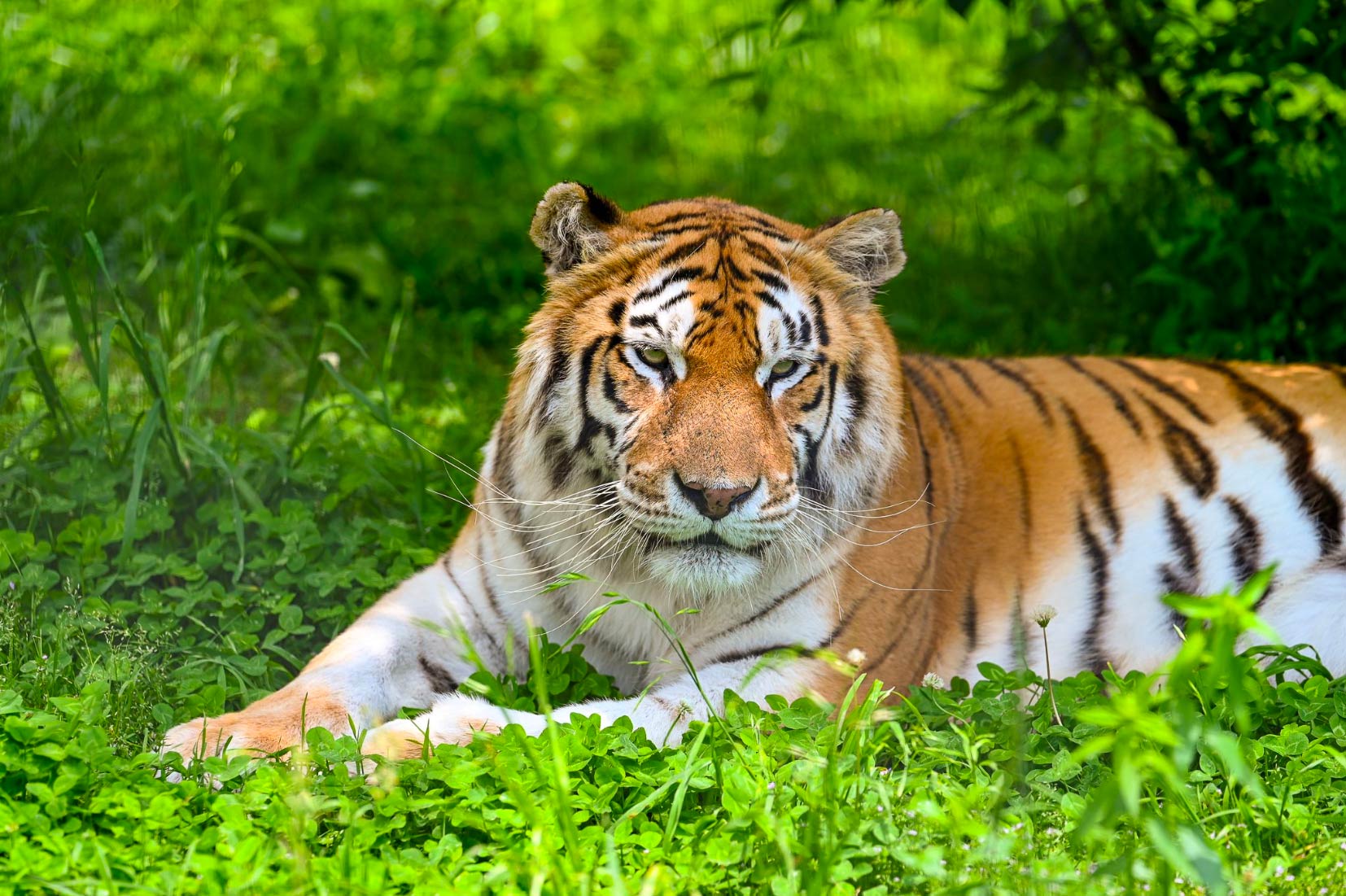 Turpentine Creek Wildlife Refuge | A Non-Profit True Sanctuary for Big Cats