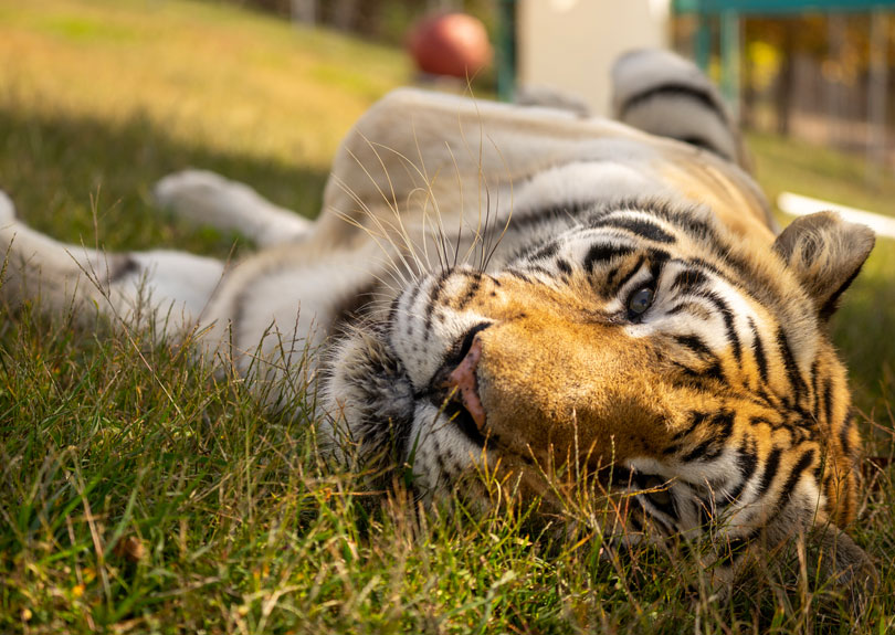 Tiger Laying Down