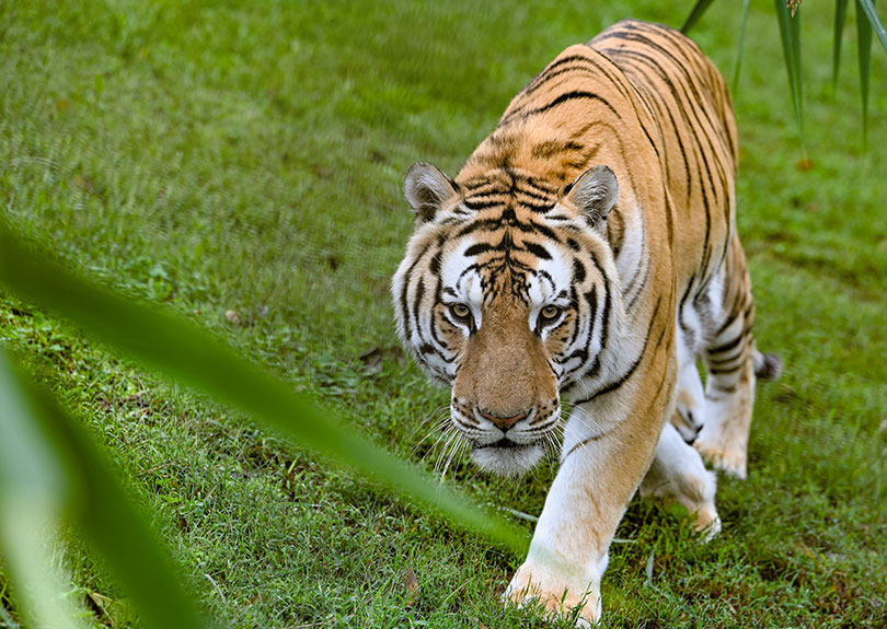 Tiger Walking on Grass