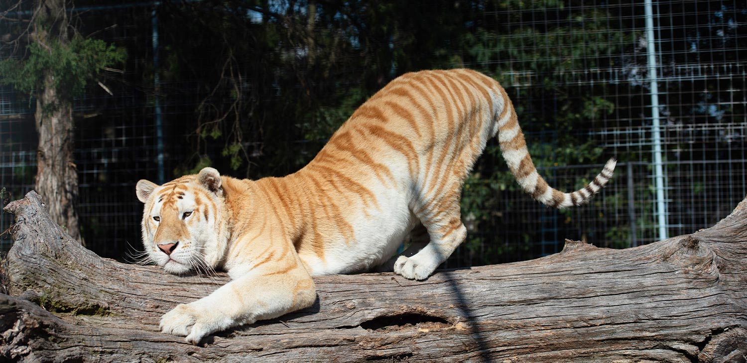 Is Big Cat Rescue Aza Accredited? Discover the Truth Today!