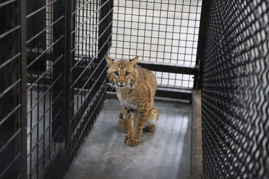 Tony the 9-month-old bobcat recently rescued by Turpentine Creek.