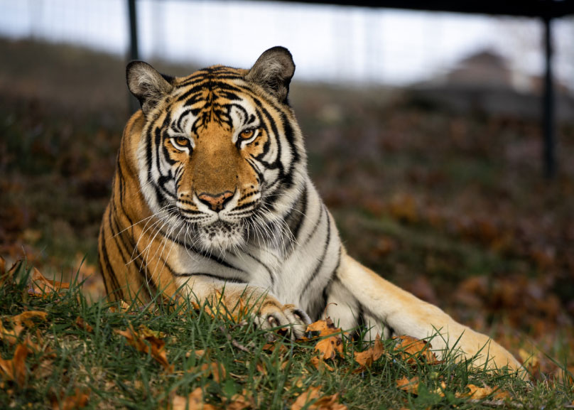 tiger laying in grass