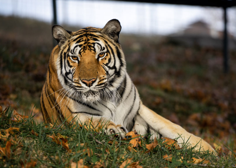 vision-photo tiger laying in grass