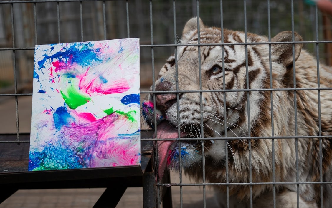 tiger licking fence