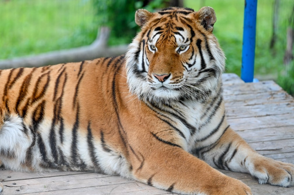 tiger laying down