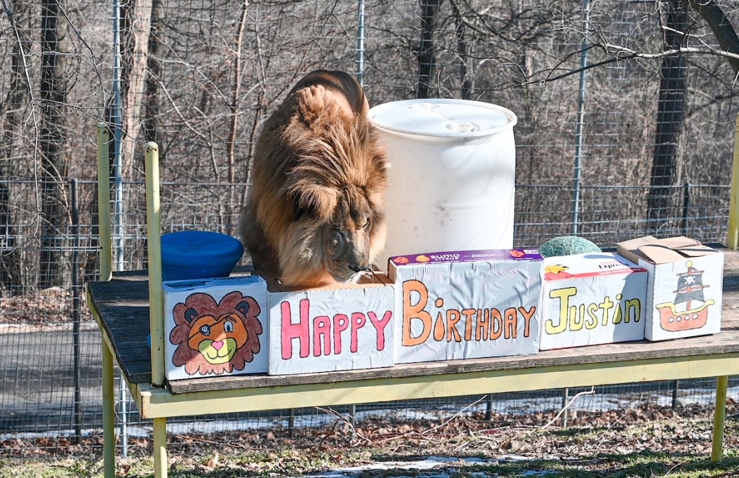 happy birthday lion