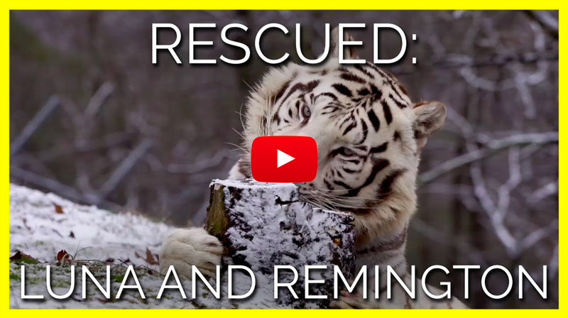 Video of Tigers from Dade City's Wild Things now at Accredited Sanctuary