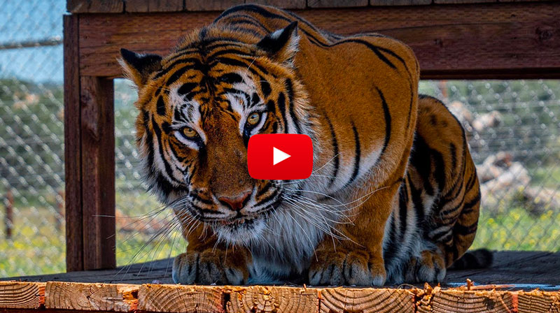 Video of The Tiger Queens exposing the ugly truth of America's big cat crisis