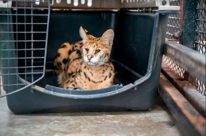 African Serval Rescued by Turpentine Creek after living in the wild