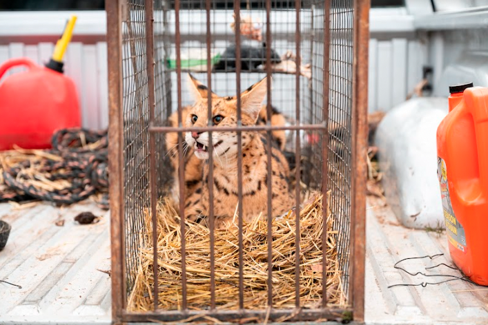 African Serval Rescued by Turpentine Creek after living in the wild 2