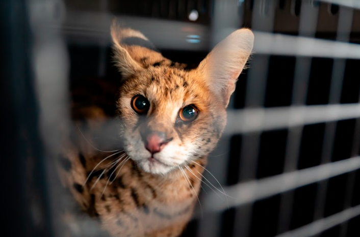 African Serval rescued by Turpentine Creek