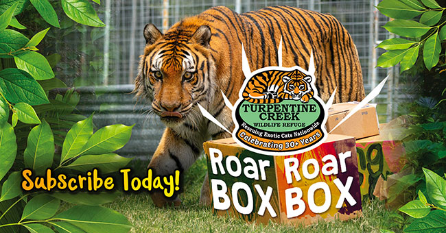 roar box