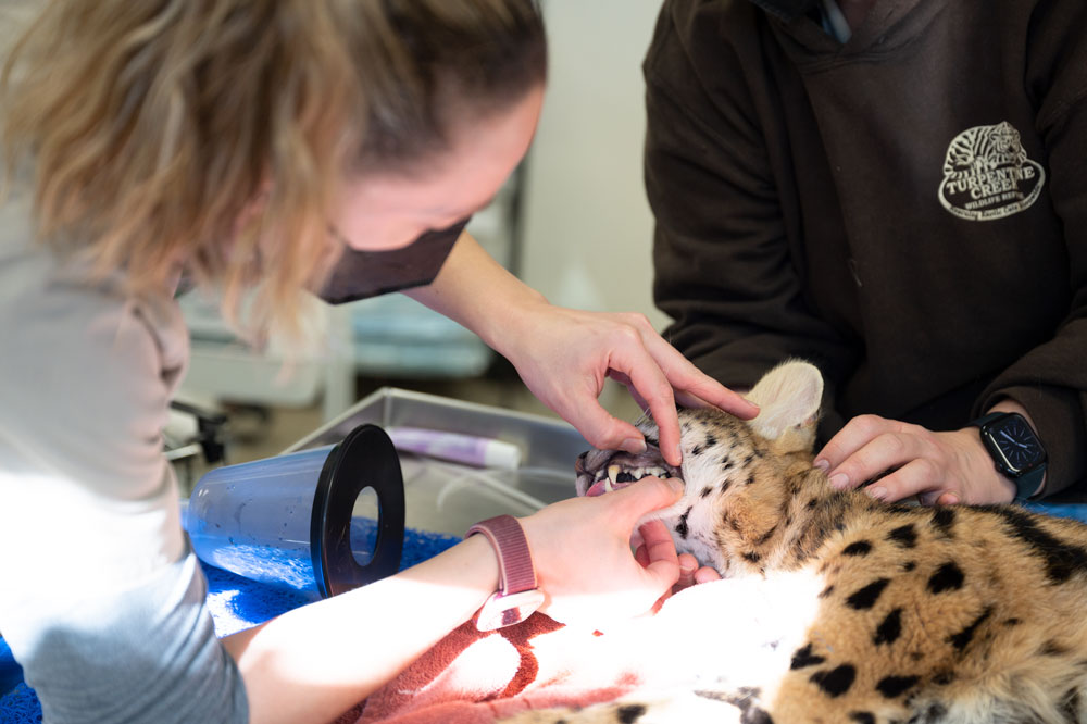 vet inspecting cat