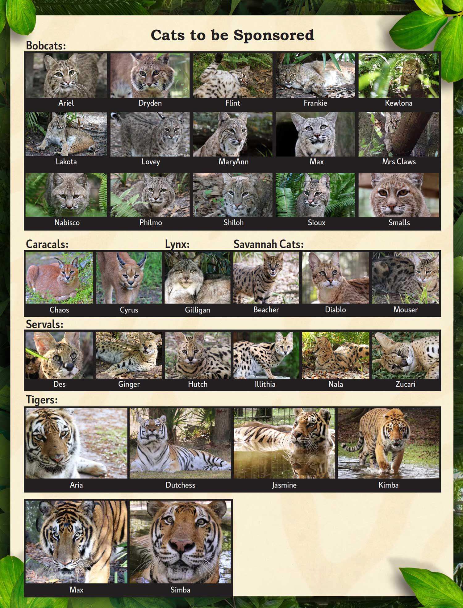 Adopt a cat coming from Big Cat Rescue