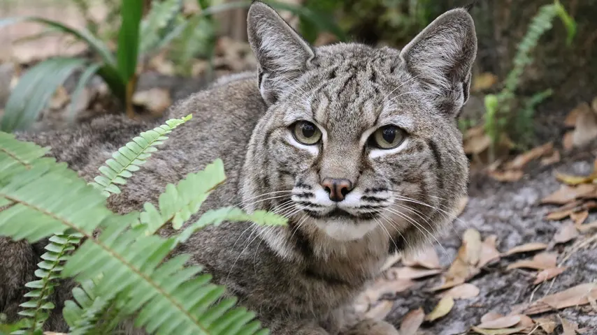 Philmo the Bobcat