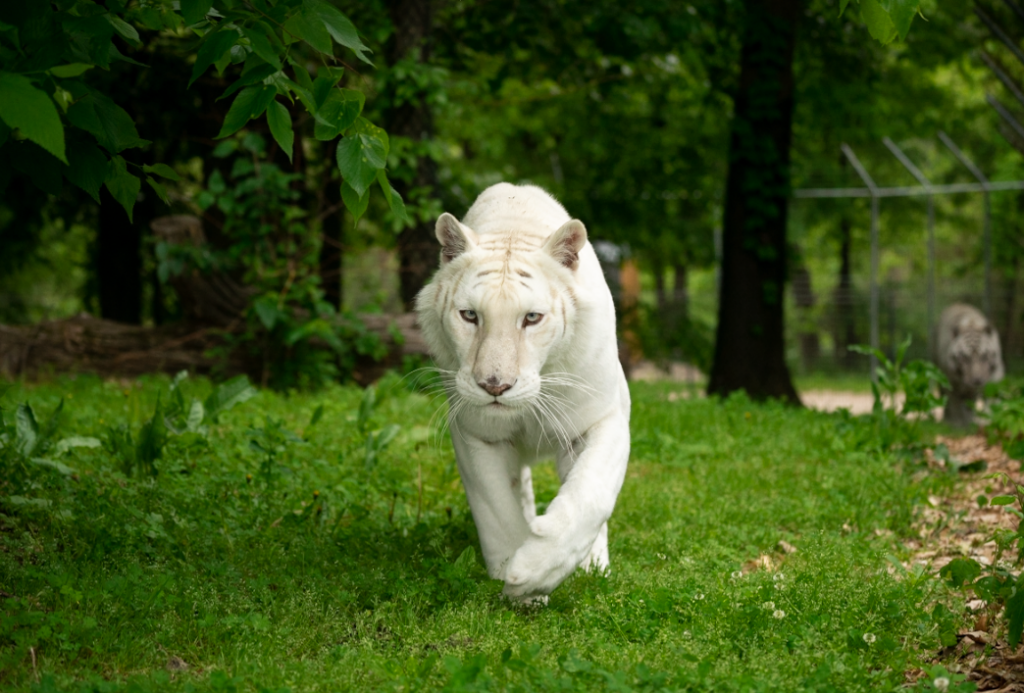 The Role of Sanctuaries in Big Cat Welfare
