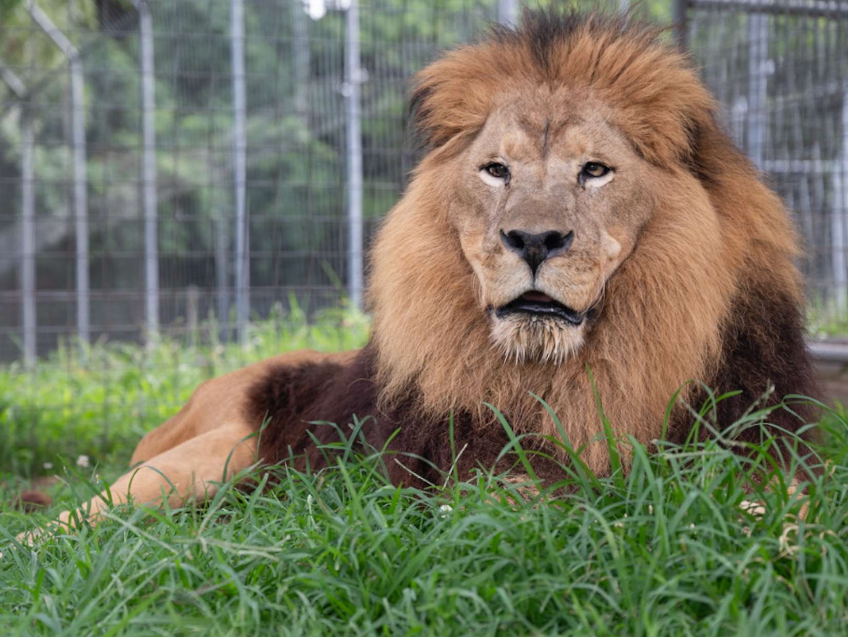 lion in grass lion in grass
