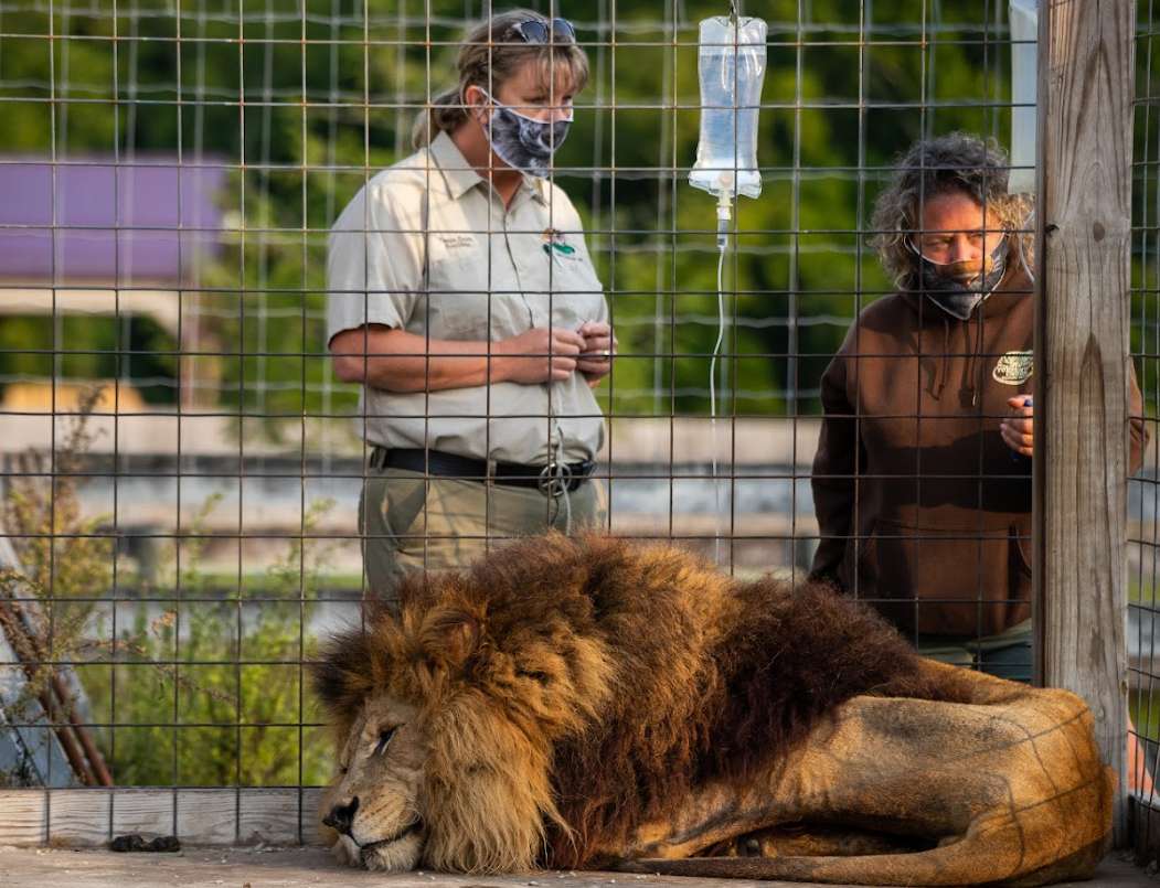 lion iv Lion on iv drip