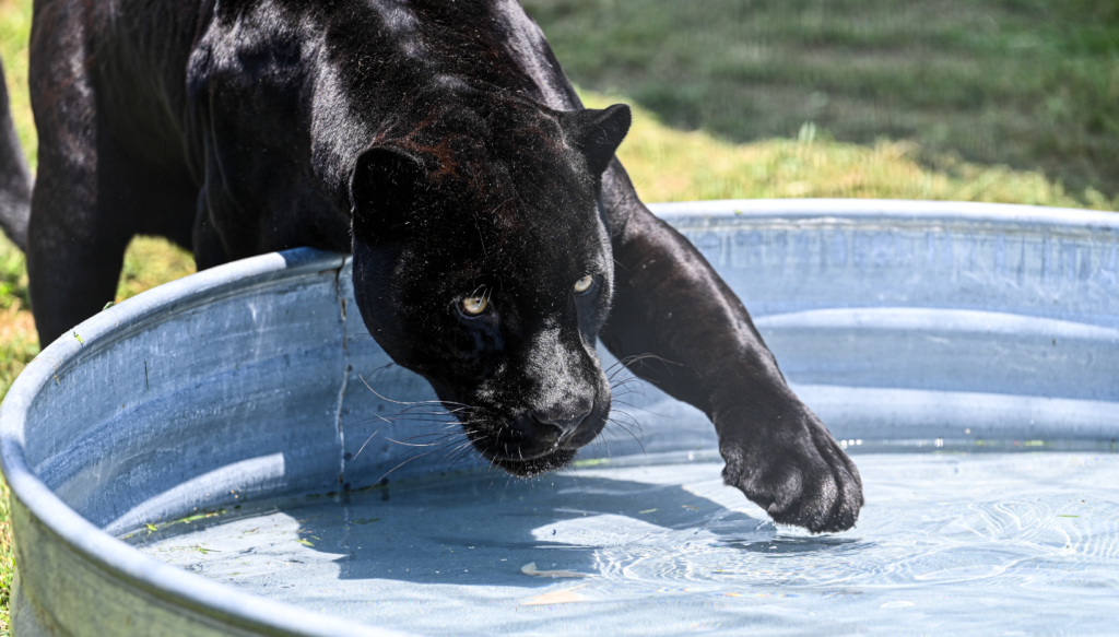 essay on black panther animal