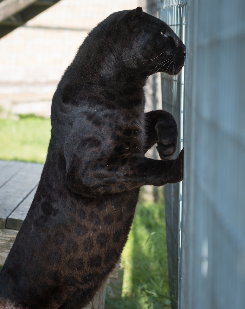 essay on black panther animal