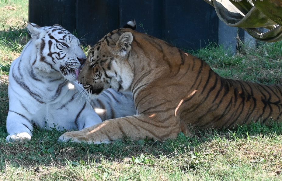 Aurora a white tiger and Lakota a ti-liger at Turpentine Creek