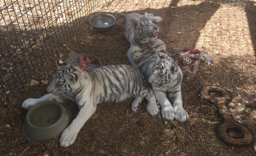 Blackfire Rocklyn and Payson as cubs now at TCWR