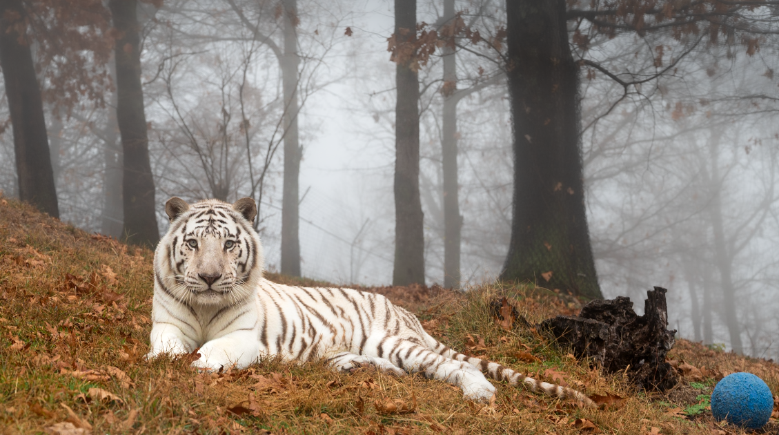 Glacier stands out like a sore thumb with his white tiger coat at Turpentine Creek