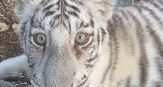 White tiger cub Blackfire as a cub in Colorado before being rescued by Turpentine Creek