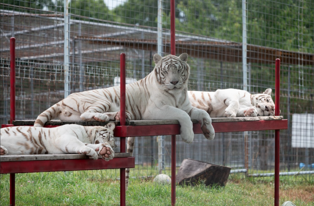 White tigers Blackfire Rocklyn and Payson at TCWR