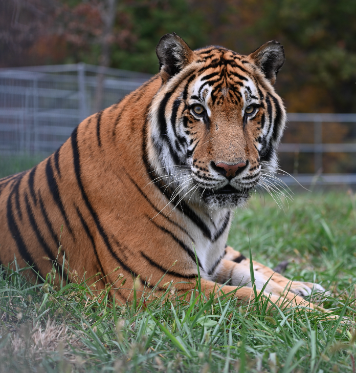Rescued tiger at Turpentine Creek Freedom Field