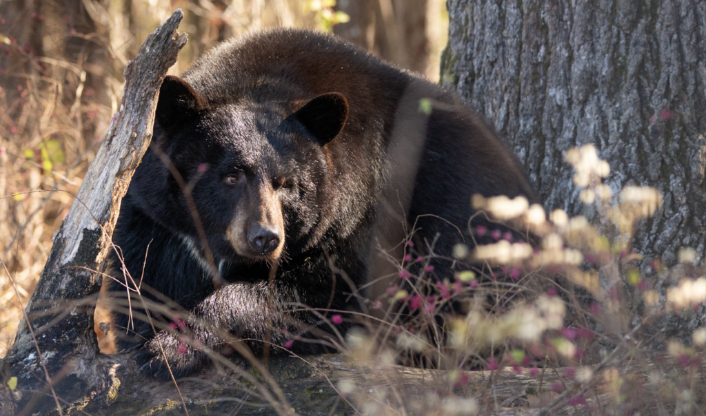 Koda-G-a-black-bear-at-Turpentine-Creek-2-1024x604.png