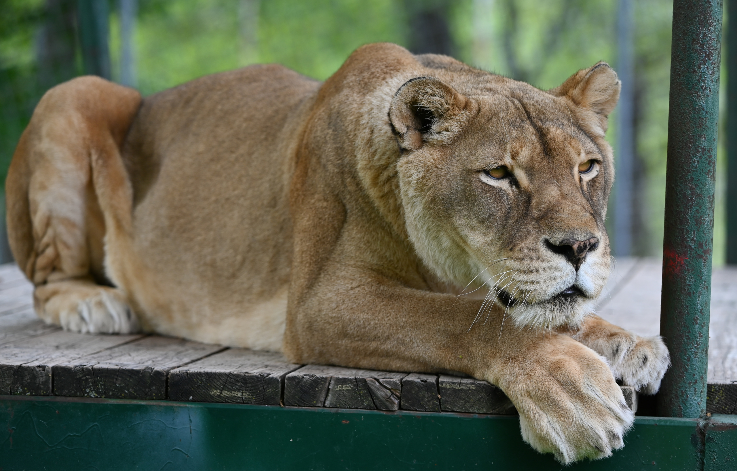 Tiger Laying Down