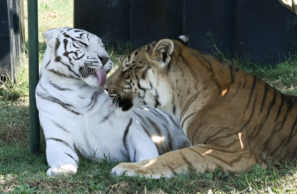 White tiger Aurora and Lakota