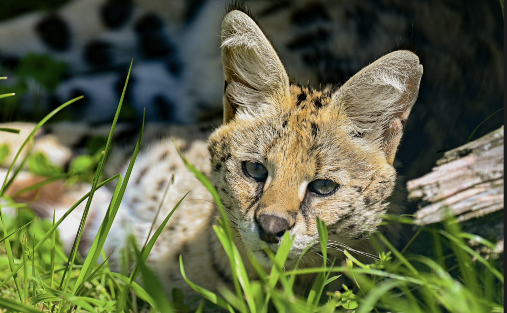 Have you ever noticed that big cats have round pupils while smaller
