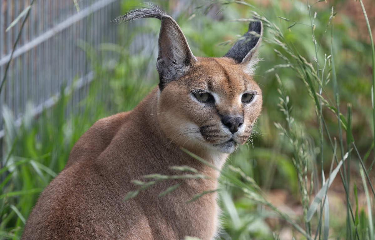 Leptospirosis (Lepto) in domestic and wild animals Turpentine Creek